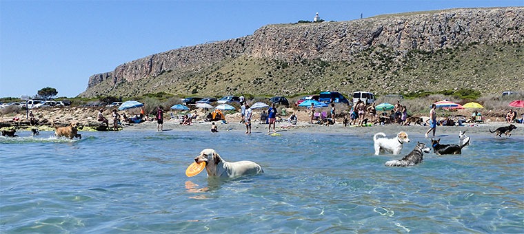 Las mejores playas dogfriendly de todo Valencia en 2026