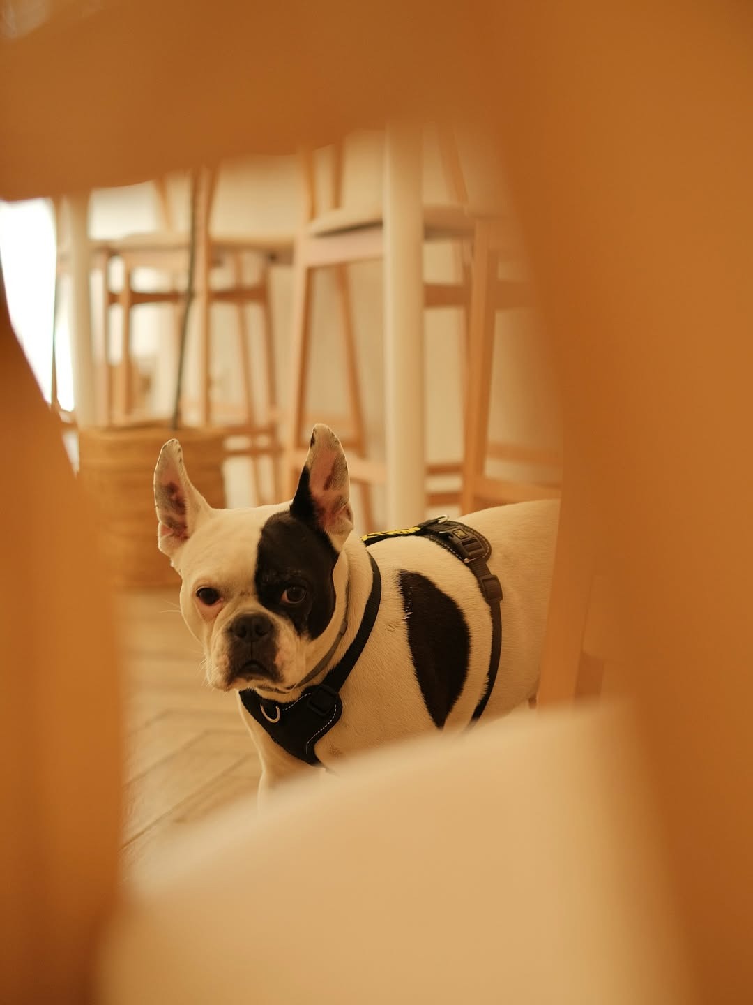 sitios para ir con tu perro en Valencia