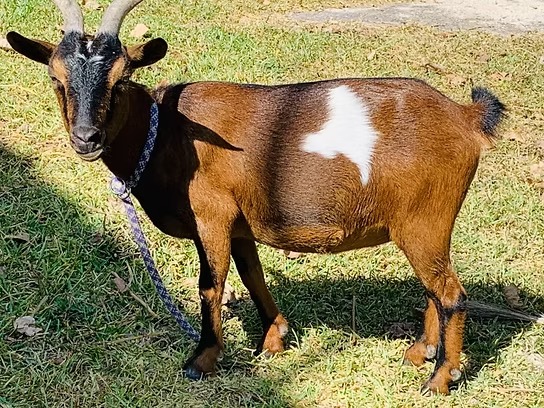Las mejoros granjas escuela cerca de Valencia