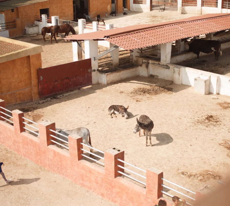 Las mejores granjas escuela cerca de Valencia